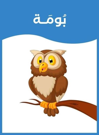 بومة