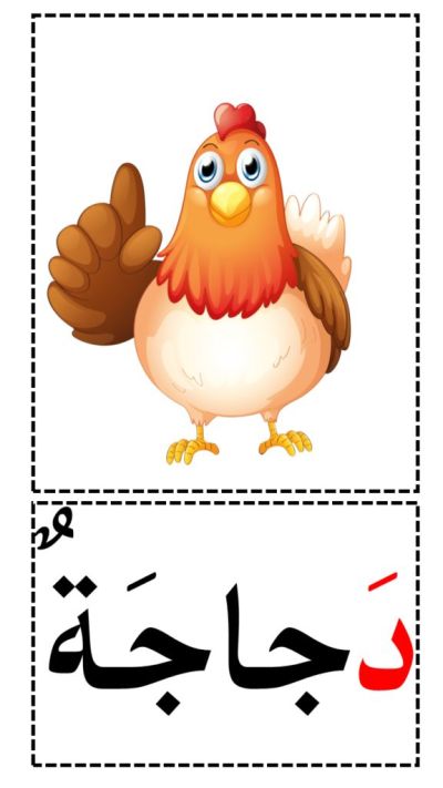 دجاجة